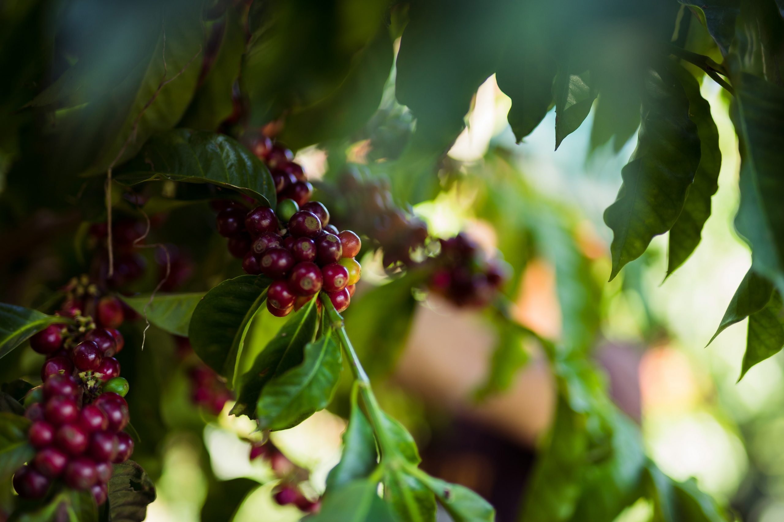 Thank you to those who've donated - Alliance For Coffee Excellence