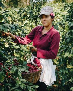 Alliance For Coffee Excellence