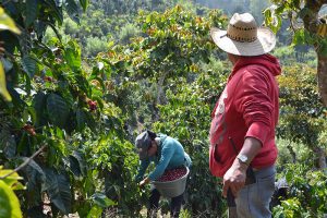 El Injerto farmers picking coffee berries