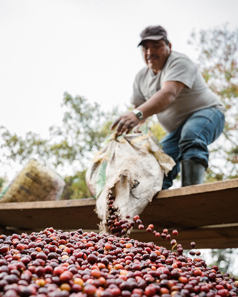 Santa Felisa farmer with ripe coffee berries