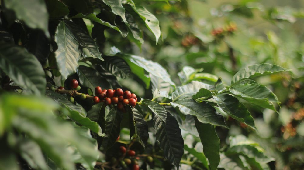 promotional Cup Of Excellence COE Alliance For Coffee Excellence