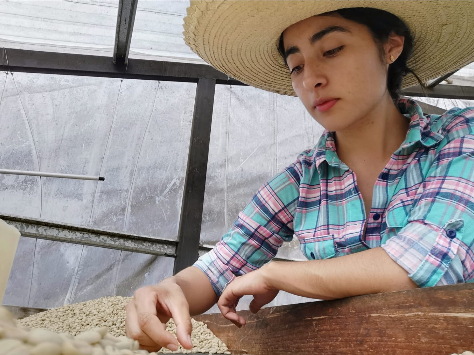 Producers among coffee trees