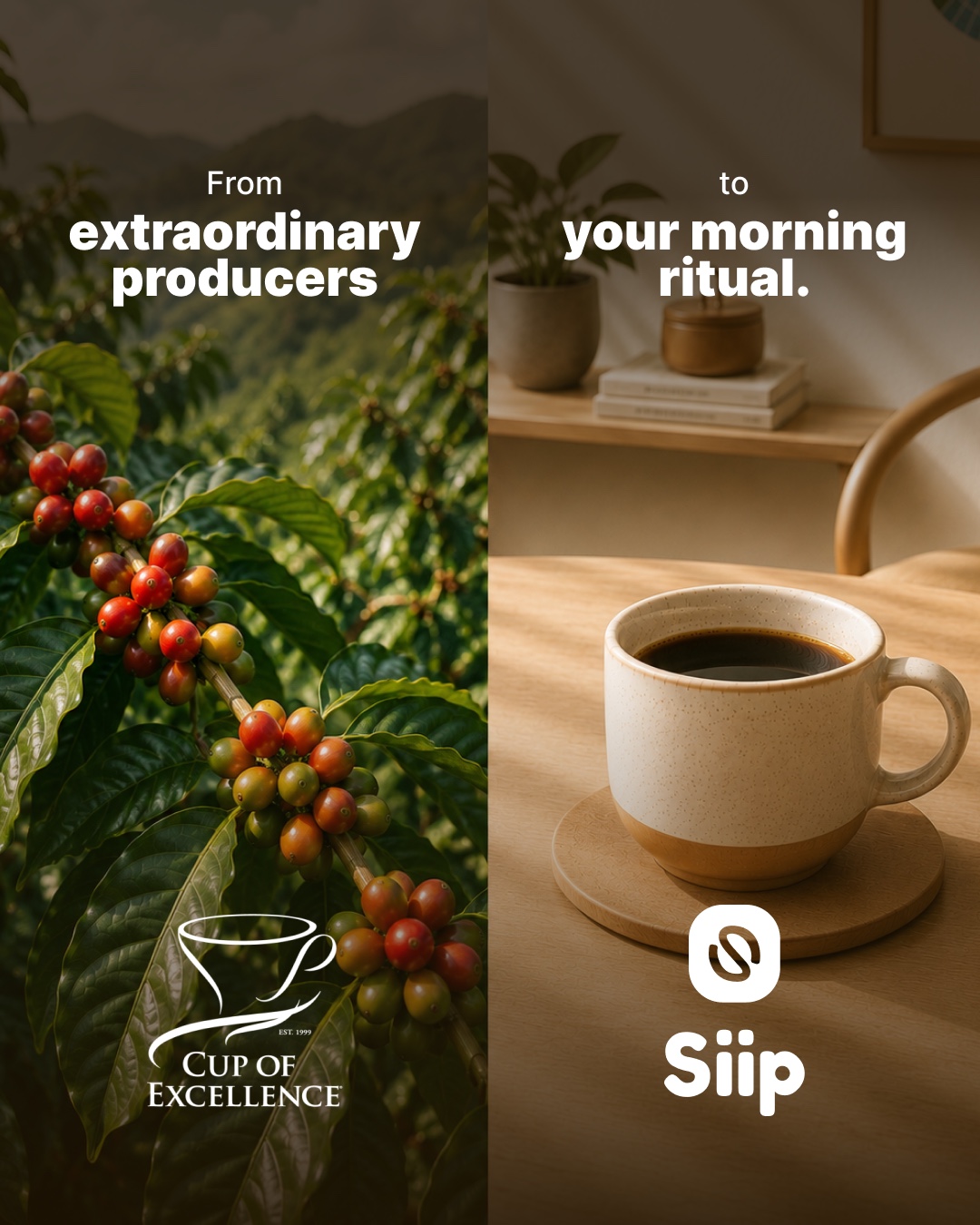 Coffee cherries beside a cup of coffee, representing the journey from producers to daily coffee rituals
