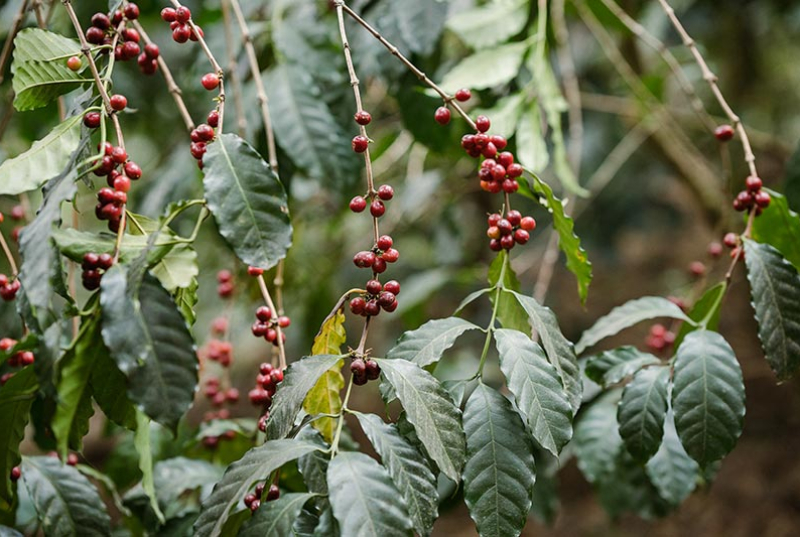 Beautiful red coffee beans growing on the plant of Santa Felisa